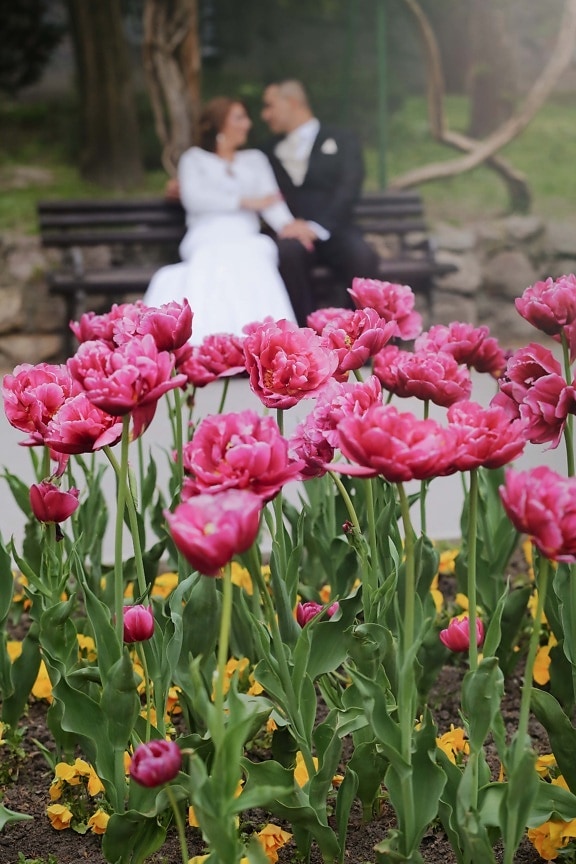 kert, tulipán, romantikus, menyasszony, vőlegény, tavaszi, rózsaszín, virág, növény, virágzás