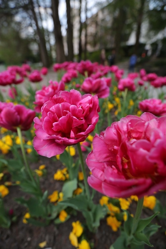Tulipaner, haven, lyserød, parkere, helt tæt, havebrug, blomst, blomsterflor, plante, blomster