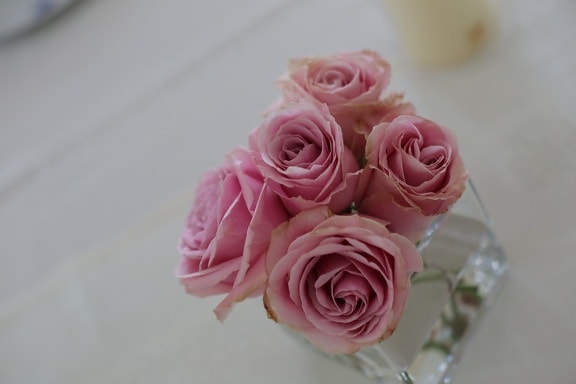 roses, pinkish, water, vase, tablecloth, table, flower, love, decoration, romance