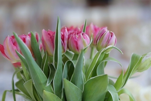 Тюльпаны, розоватый, букет, зеленые листья, Тюльпан, природа, цветок, весна, цветы, завод