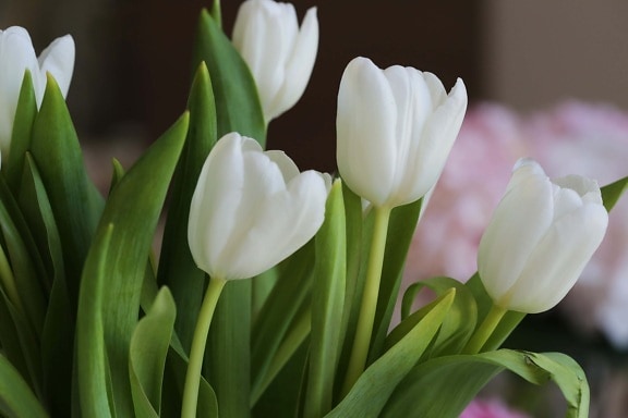 bukett, tulipaner, hvit blomst, ordningen, vår, blad, tulipan, anlegget, blomst, natur