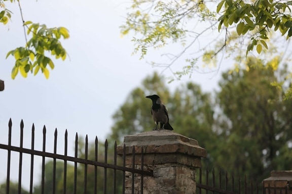 crow, cemetery, fence, bird, cast iron, standing, wildlife, beak, vulture, animal