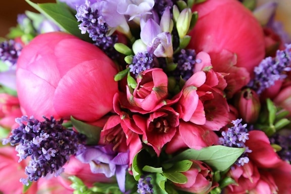 ruže, hroznový hyacint, tulipány, Kytica, tulipán, usporiadanie, kvety, kvet, kvet, dekorácie