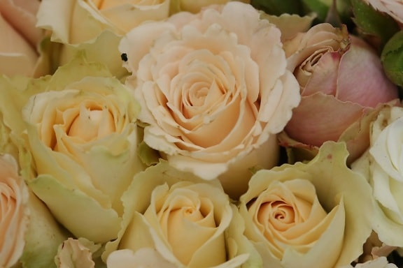 aus nächster Nähe, weiße Blume, Hochzeitsstrauß, Rosen, Liebe, Anordnung, Hochzeit, stieg, Blume, Dekoration