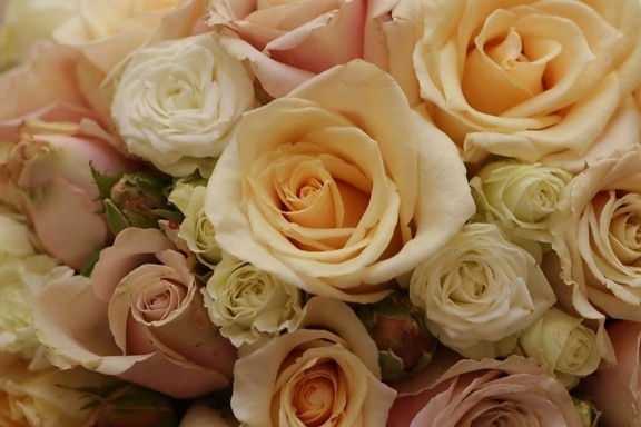 karangan bunga, bunga putih, mawar, percintaan, naik, bunga, kelopak, romantis, pastel, keterlibatan