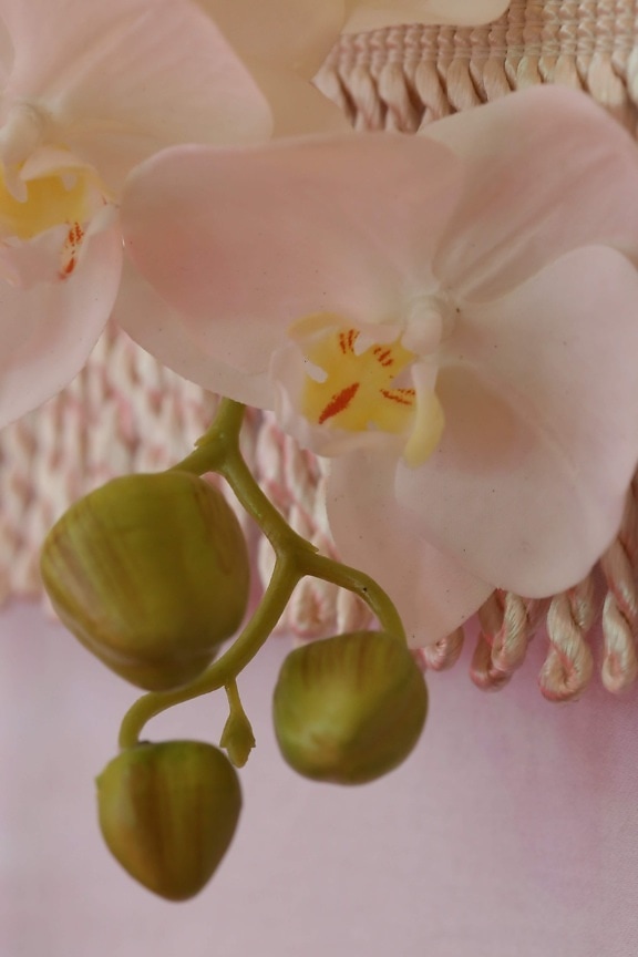 orkidea, hvid blomst, helt tæt, støvvejen, natur, plante, blomst, tropisk, flora, eksotiske
