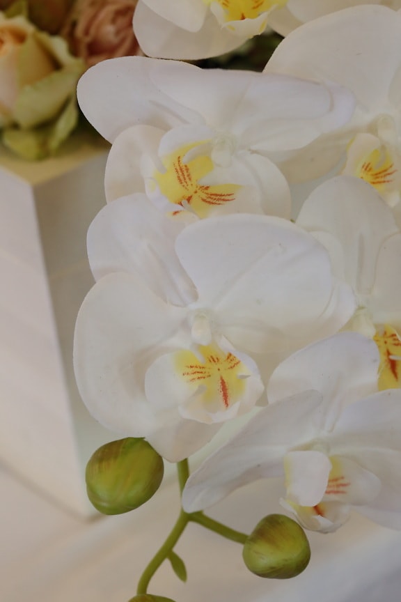 orkidea, hvid blomst, støvvejen, kronblade, Aromaterapi, duft, blomst, hvid, blomster, kronblad