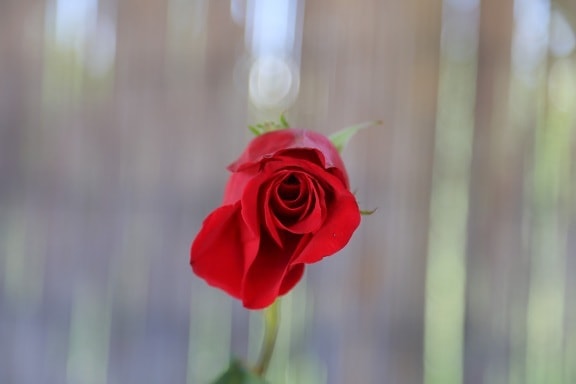 červená, jeden, růže, dárek, romantika, příroda, okvětní lístek, pupen, květ, kytice