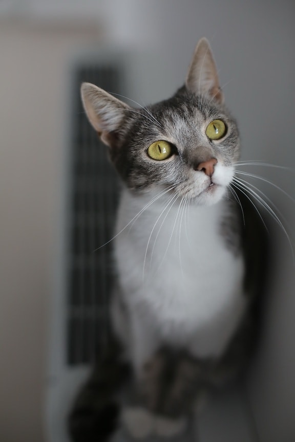 серый, домашняя кошка, котенок, глаза, размытые, мило, кошка, кошачьи, мех, глаз