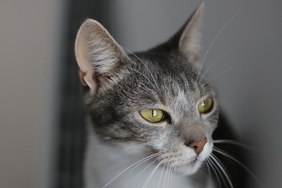 domestic cat, head, close-up, eyes, greenish yellow, fur, portrait, kitty, pet, cat