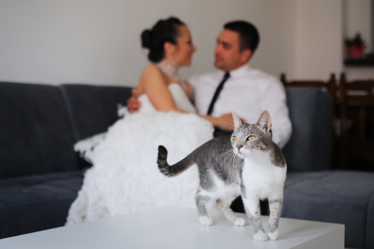 gatto domestico, sposa, Appartamento, sposo, gatto, gattino, felino, nazionali, carina, animale domestico
