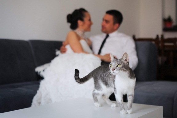 chat domestique, la mariée, Appartement, jeune marié, chat, minou, félin, domestique, mignon, animal de compagnie
