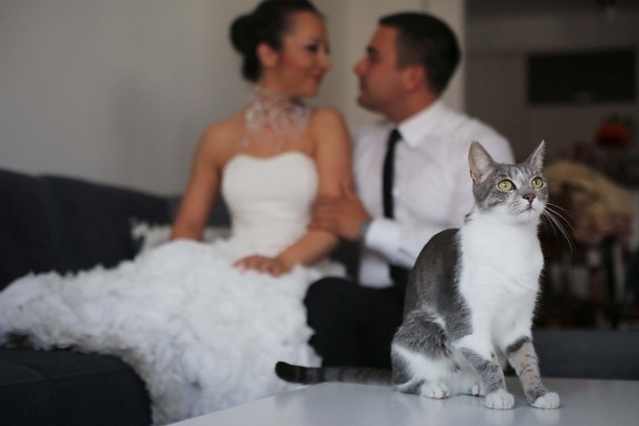 kitty, sitting, living room, bride, groom, cute, love, cat, couple, happiness