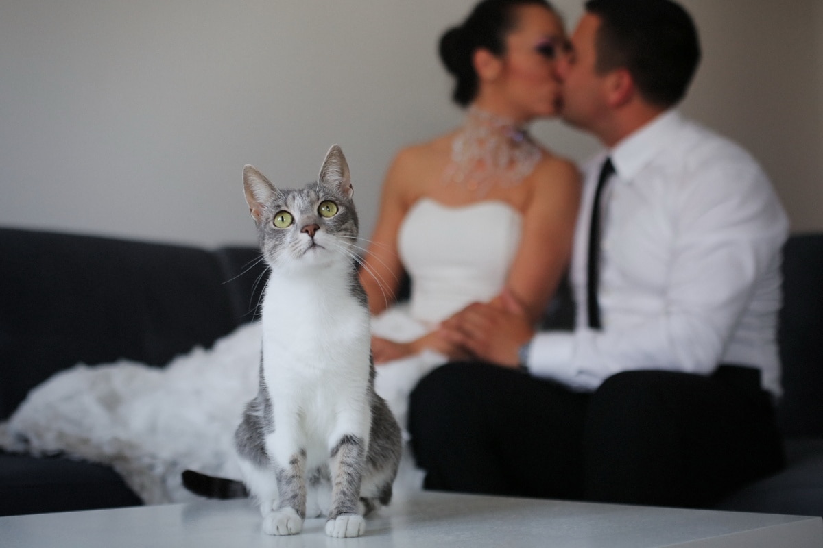 domestic cat, adorable, bride, glamour, kiss, groom, romance, love, domestic, eyes
