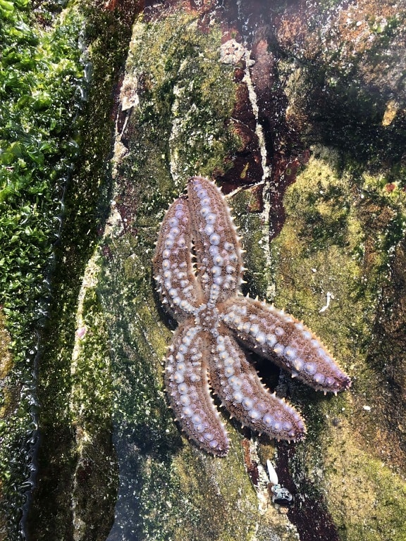 estrela do mar, debaixo d'água, coral, Recife, invertebrado, animal, tropical, verão, água, cor