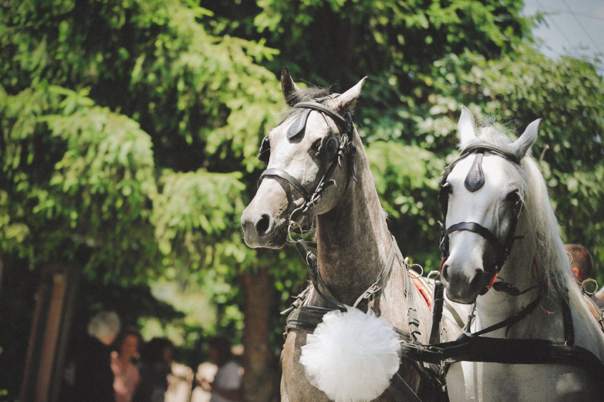 horses, white, celebration, carriage, harness, horse, stallion, animal, farm, head