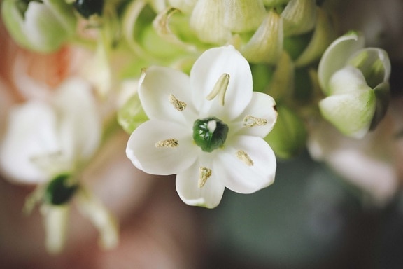 white flower, pistil, macro, pollen, leaf, nature, herb, flowers, plant, flower