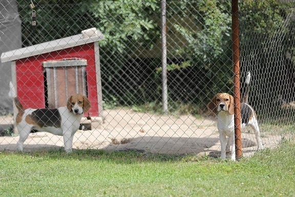 dogs, cage, hunting dog, canine, beagle, pet, hound, dog, fur, cute
