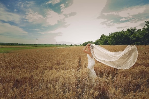 wheatfield, bride, wedding dress, summer season, barley, harvest, cereal, agriculture, farm, landscape