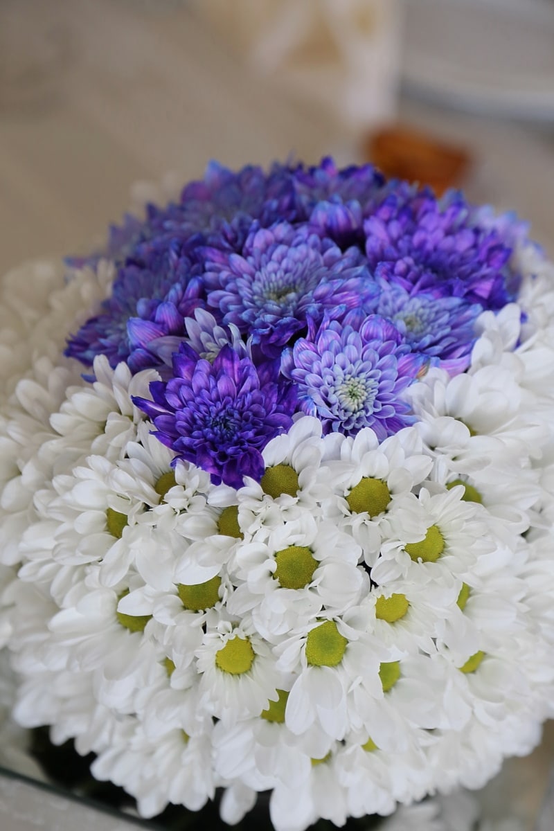 lila, Blumenstrauß, Blumen, weiße Blume, Anordnung, Blume, Natur, Dekoration, Farbe, schöne
