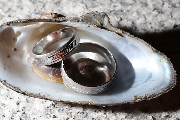 platinum, wedding ring, mussel, jewelry, luxury, shining, close-up, detail, details, gold