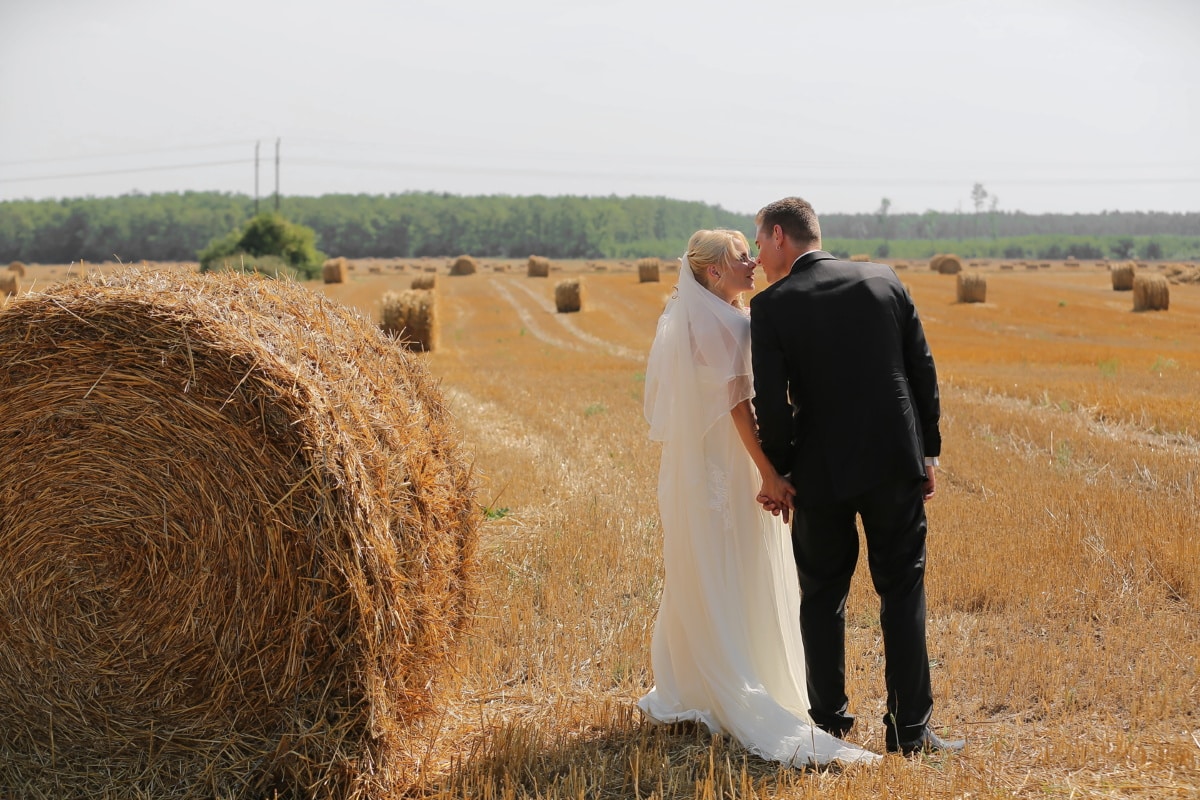 wheatfield, hay field, barley, kiss, groom, bride, agriculture, wheat, hay, farm
