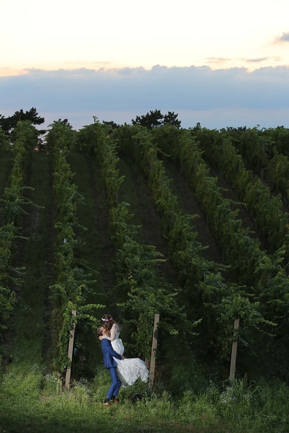 vineyard, hilltop, bride, groom, trees, tree, forest, landscape, plant, park