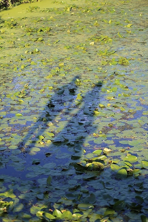 lily pad, swamp, person, shadow, aquatic plant, water, pool, nature, leaf, lake