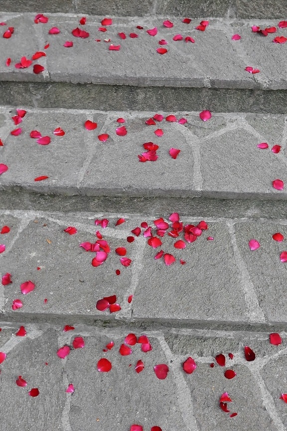 stairs, petals, pavement, rose, romance, romantic, love, concrete, texture, abstract