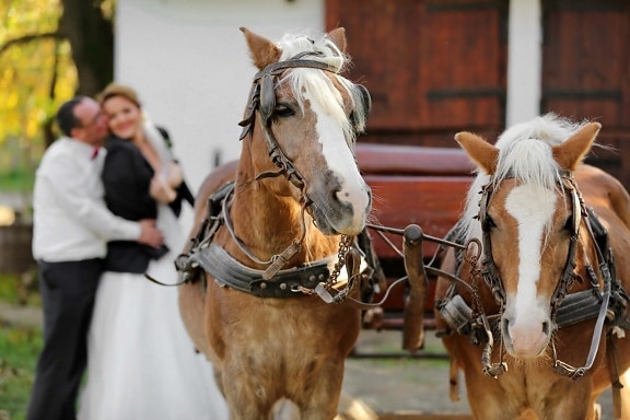 馬, キャリッジ, ロマンチックです, 抱擁, 花婿, キス, 花嫁, 馬, 騎兵隊, 人々