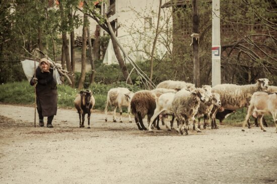 granny, village, rural, old, sheep, old woman, crossroads, cross section, poverty, lamb