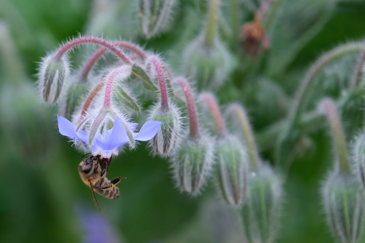 honeybee, flowers, hanging, bee, detail, insect, organism, nature, plant, herb
