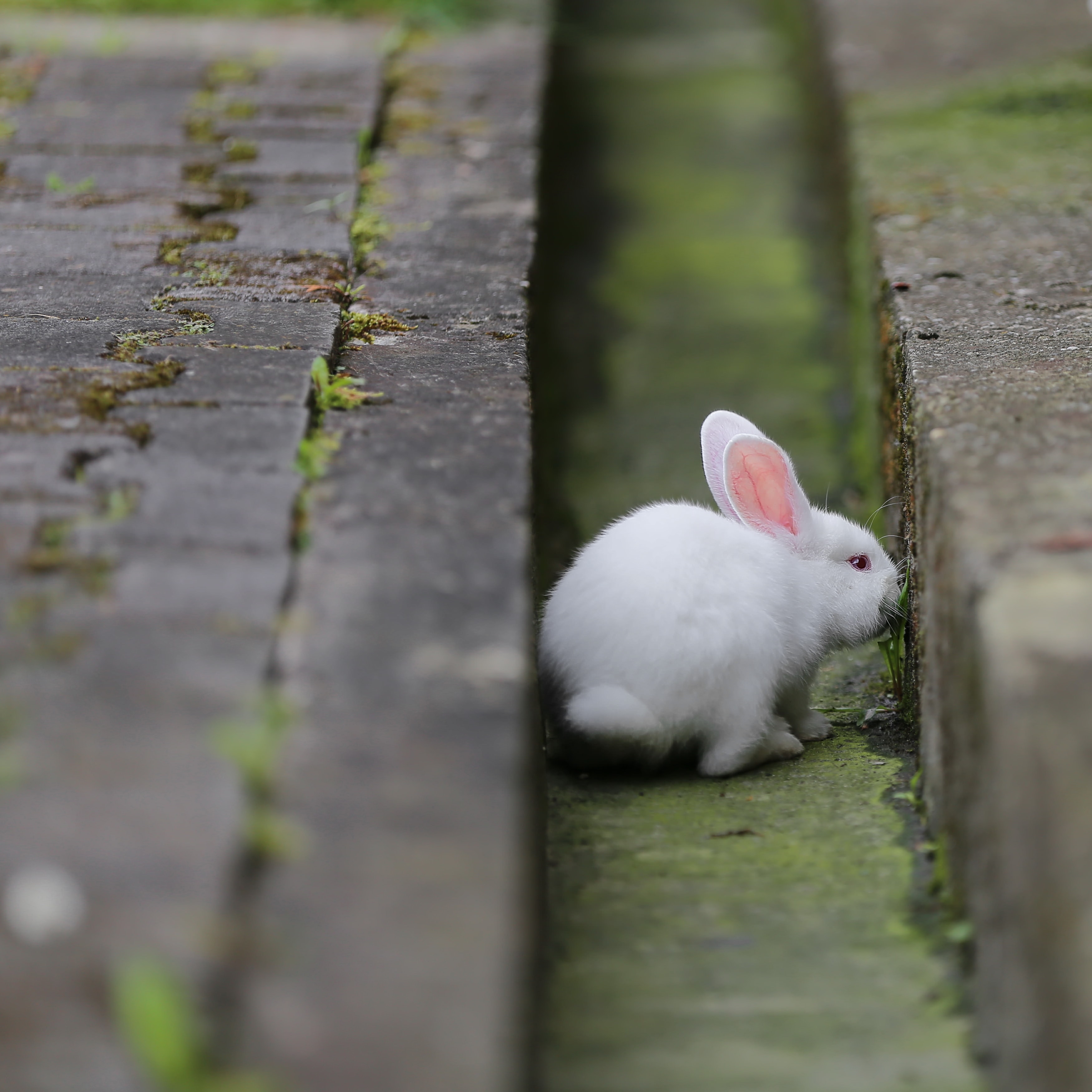 フリー写真画像 ウサギ ペット アルビノ 齧歯動物 バニー 動物 毛皮 かわいい 自然 草