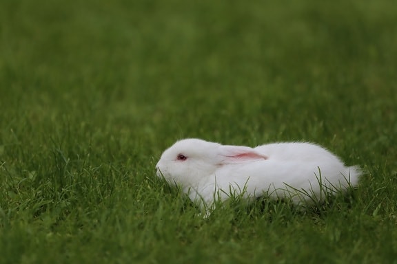국내, 흰색, 토끼, 푸른 잔디, 잔디, 동물, 측면 보기, 세로, 애완 동물, 모피