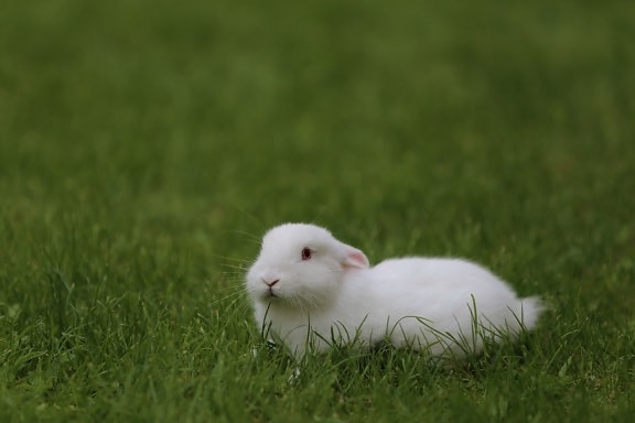 绿草, 铺设, 兔子, 动物, 白色, 可爱, 兔子, 白化, 毛皮, 啮齿动物
