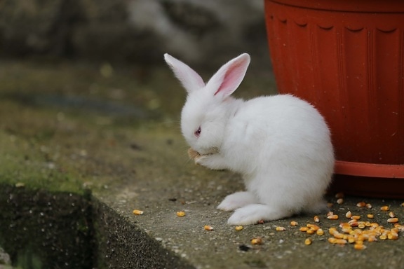 rabbit, ear, albino, corn, eating, kernel, rodent, domestic, cute, fur