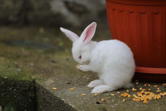 rozkošný, biela, králik, zajačik, stojace, jesť, milý, Kožušiny, domáce, chlpaté