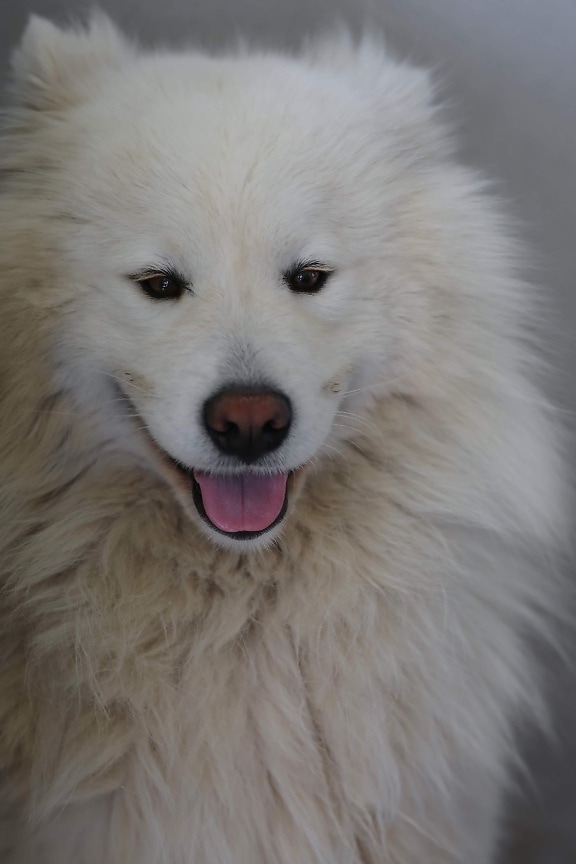 Blanco, perro, adorable, buscando, ojos, de pura raza, árbol genealógico, mascota, lindo, Piel