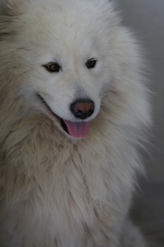 hvid, hund, hoved, munden, næse, lodne, kæledyr, pels, Portræt, øje