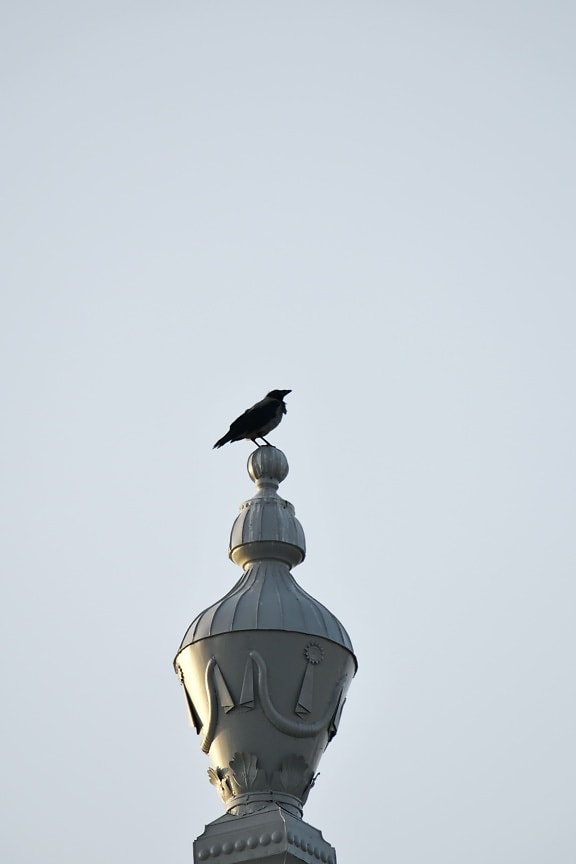 bird, crow, high, architecture, device, dome, art, outdoors, urban, animal