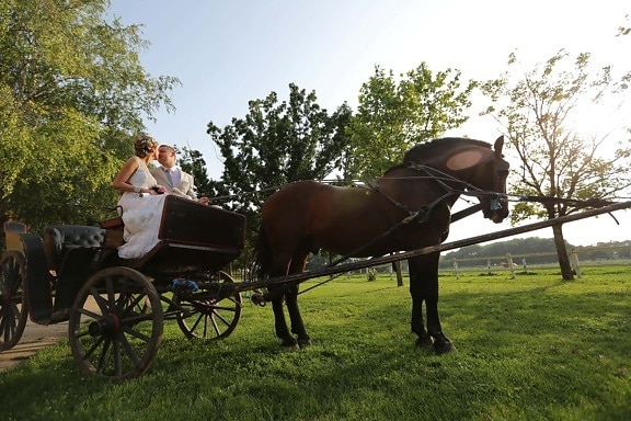 carriage, bride, groom, horse, village, farmland, cart, cavalry, horses, animal