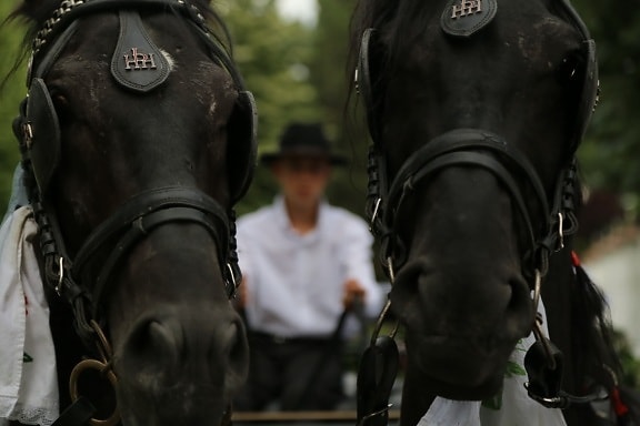 animals, horses, harness, carriage, head, close-up, black, animal, cavalry, horse