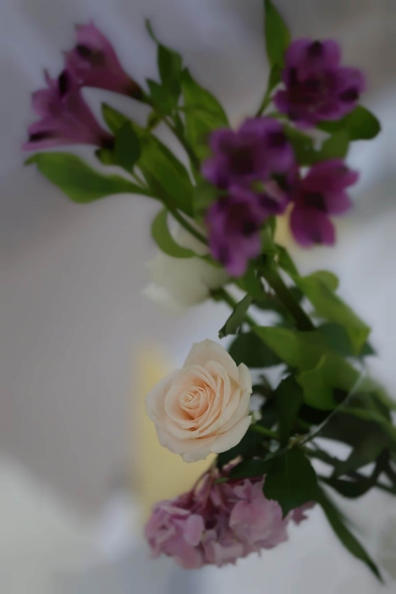 vaso, flor branca, embaçado, foco, natureza, folha, buquê, decoração, flor, rosa