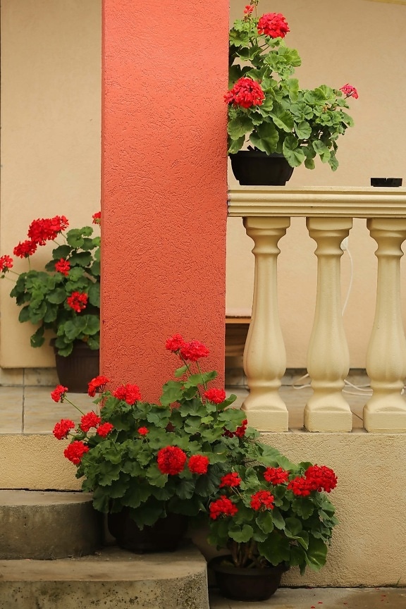 flowerpot, fence, front porch, flower, garden, geranium, architecture, rose, leaf, house