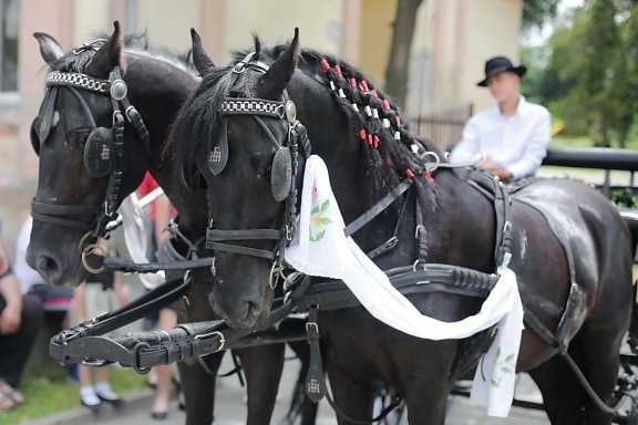 black, horses, village, villager, carriage, harness, device, horse, people, competition