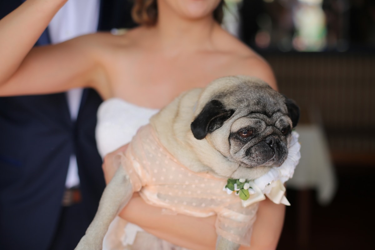 ウェディングドレス, 結婚式, 犬, 花嫁, コスチューム, 犬, 女性, 愛, かわいい, 縦方向