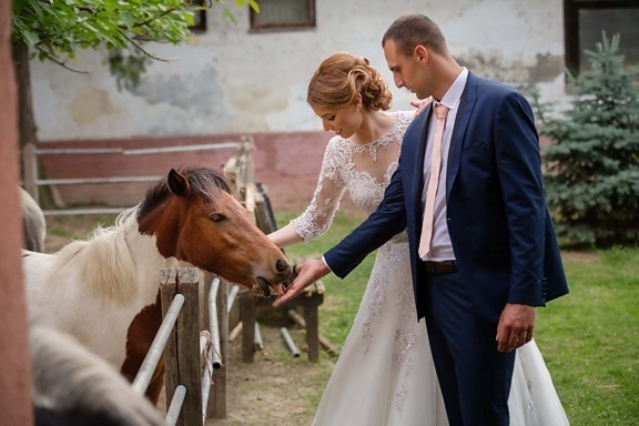 pony, bride, horses, groom, farmhouse, farm, farming, farmer, livestock, countryside