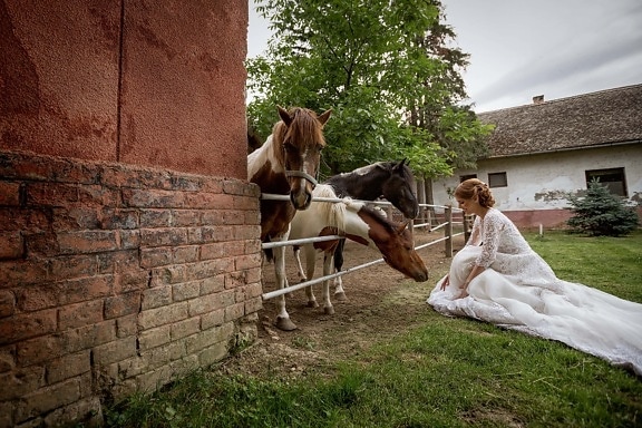 poney, chevaux, robe de mariée, la mariée, salle de mariage, cheval, gens, ferme, femme, jeune fille
