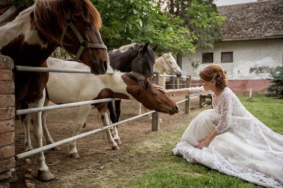 пони, коне, рокля, хубаво момиче, сватбена рокля, кон, жребец, животните, хора, сватба