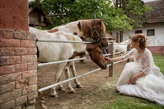 la mariée, Ranch, cheveux blonds, chevaux, les terres agricoles, ferme, cheval, animal, rural, femme